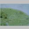 Leaf Apex Cells 40er 01.jpg